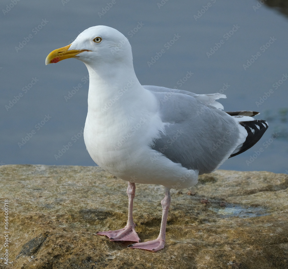 Obraz premium The European herring gull or simply herring gull is a large gull, up to 66 cm long. It breeds throughout the northern and western coasts of Europe.