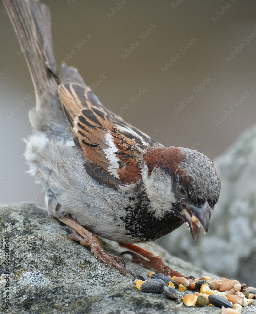 Obraz premium The house sparrow is a bird of the sparrow family Passeridae, found in most parts of the world. It is a small bird that has a typical length of 16 cm and a mass of 24–39.5 g.