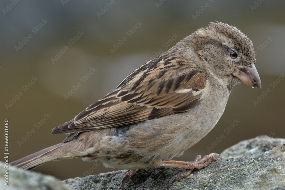 Fototapeta premium The house sparrow is a bird of the sparrow family Passeridae, found in most parts of the world. It is a small bird that has a typical length of 16 cm and a mass of 24–39.5 g.