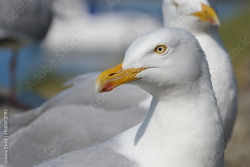 The European herring gull or simply herring gull is a large gull, up to 66 cm long. It breeds throughout the northern and western coasts of Europe.