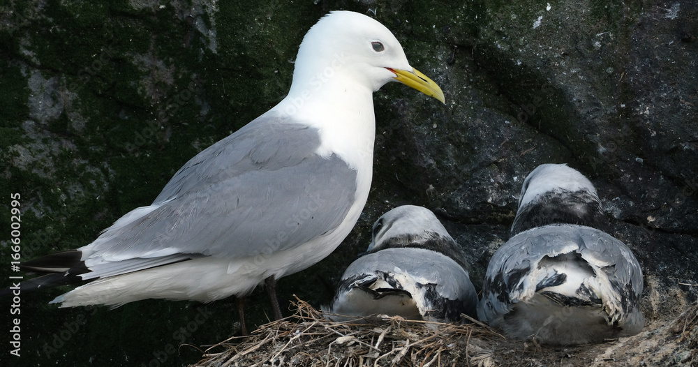Obraz premium The kittiwakes are two closely related seabird species in the gull family Laridae, the black-legged kittiwake and the red-legged kittiwake