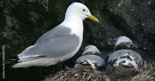 The kittiwakes are two closely related seabird species in the gull family Laridae, the black-legged kittiwake and the red-legged kittiwake