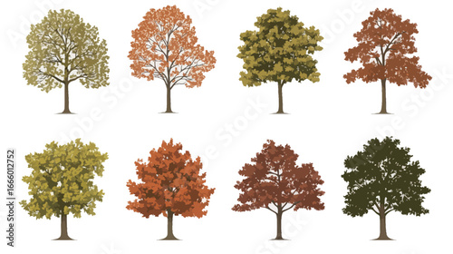 Set of Autumn Quercus Palustris (Pin Oak) Leaves Vector Illustration