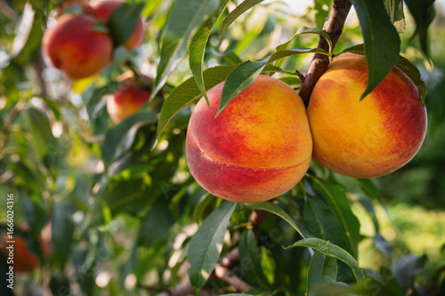 Εκτύπωση καμβά Peaches variety Red sky on a branch in the garden sunny day close-up harvest i