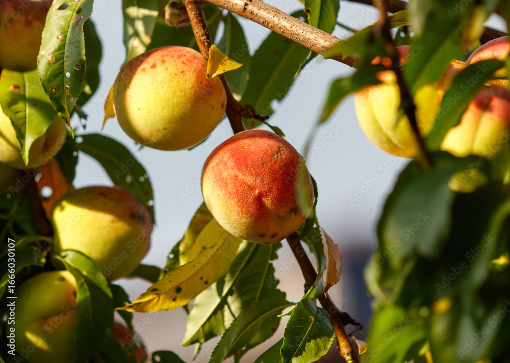 Obraz premium A bunch of peaches hanging from a tree