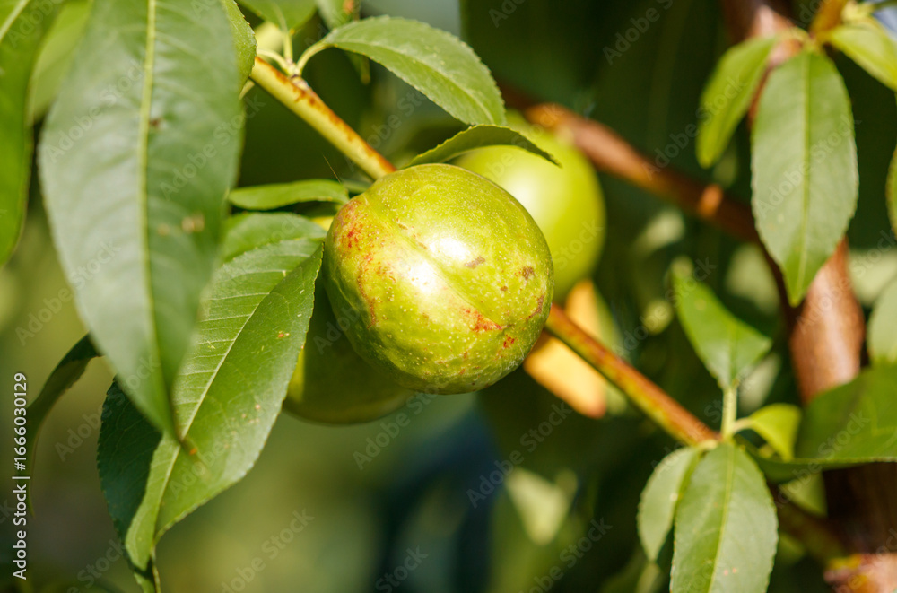 Obraz premium A green fruit is hanging from a tree