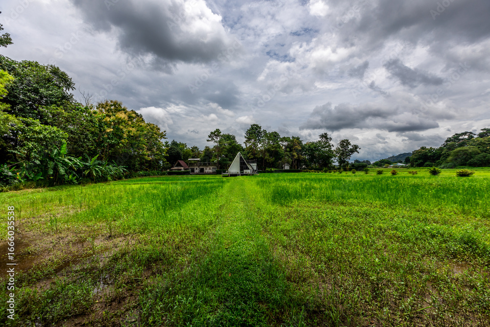 Obraz premium Background of green rice fields in rural Chiang Rai, northern Thailand, with banana trees planted around by farmers.