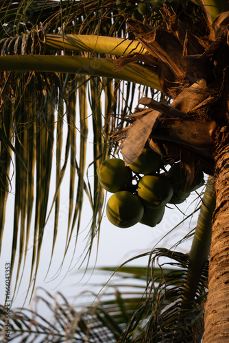 Close Up of Coconuts on a Palm Tree