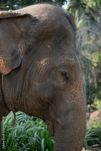 Close up of elephant head