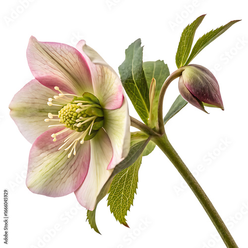 White hellebore christmas rose flower isolated on a transparent background png