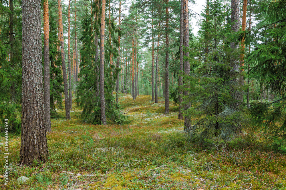 Obraz premium Magical fairytale forest in autumn. Forest therapy and stress relief.