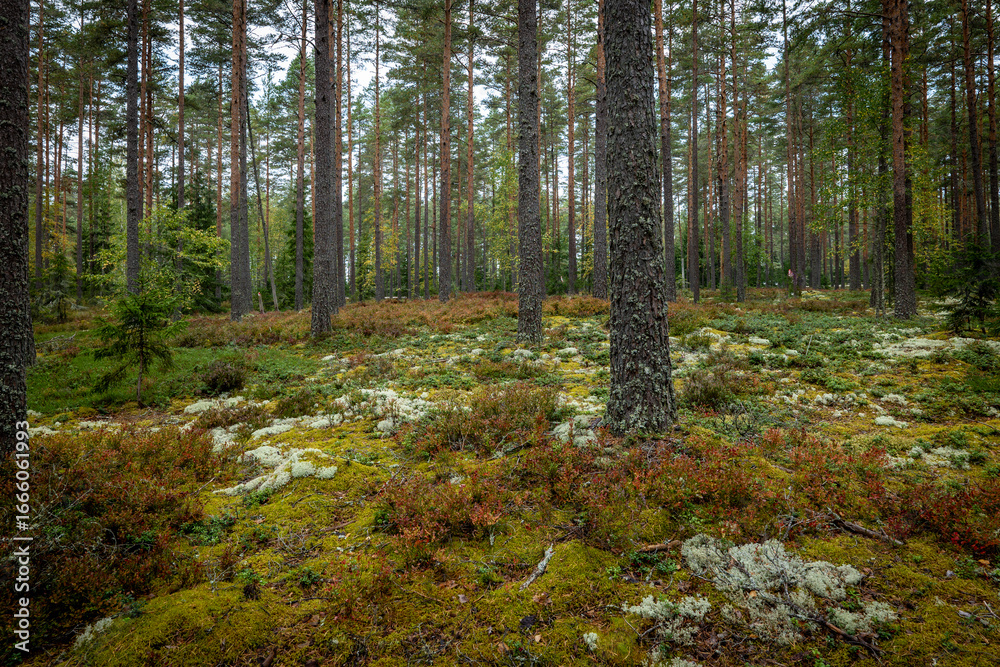 Obraz premium Magical fairytale forest in autumn. Forest therapy and stress relief.