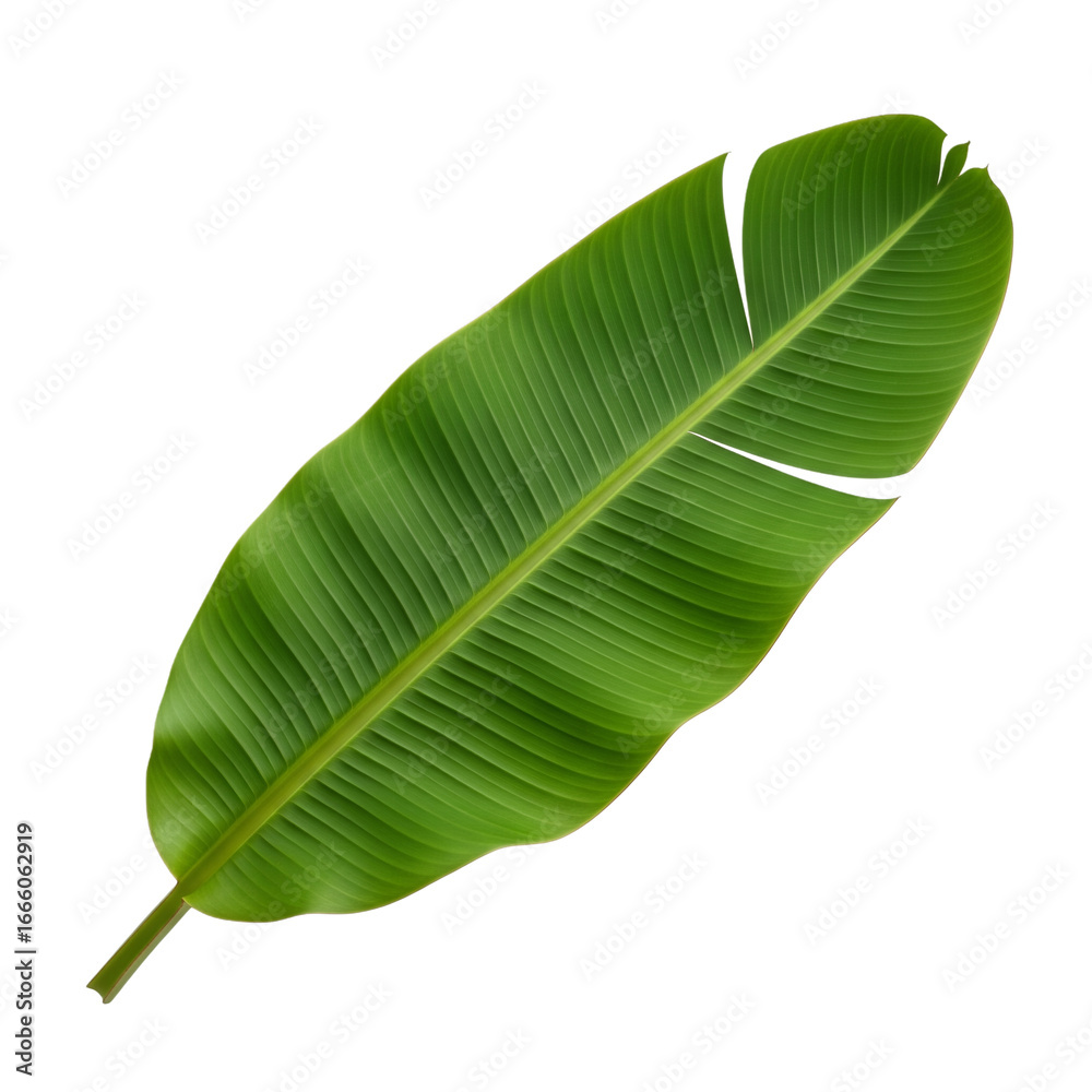 Fototapeta premium Fresh banana leaf cutout on white background PNG file 