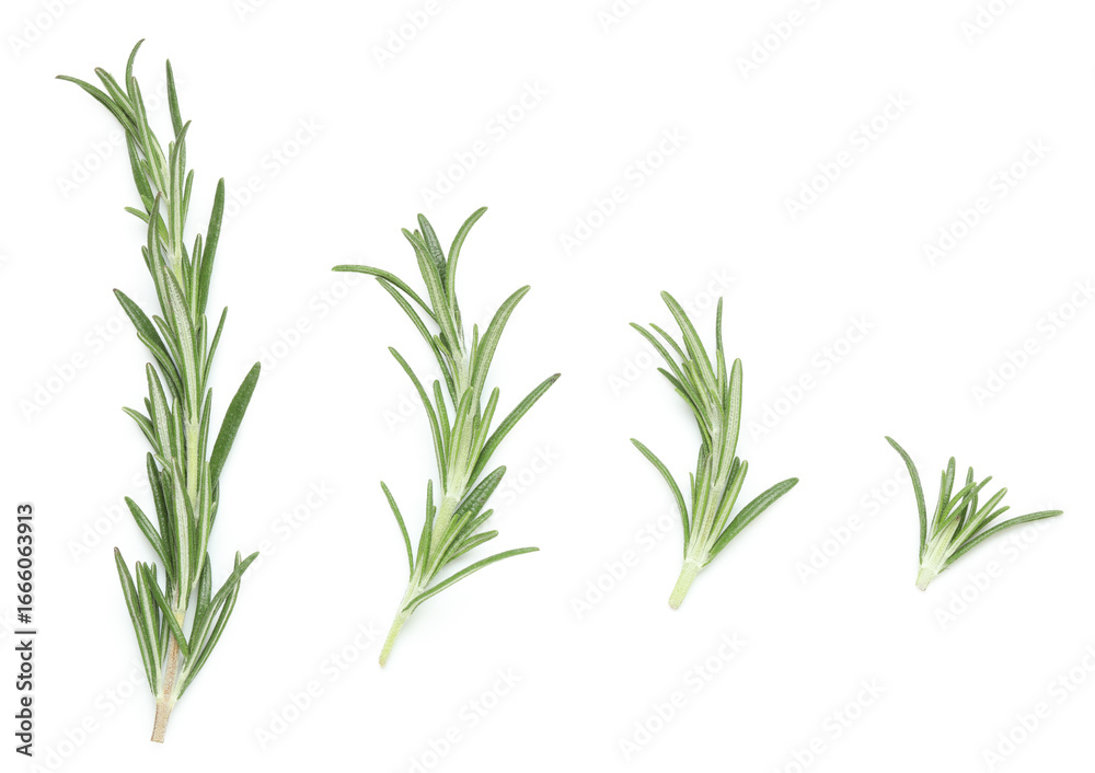 Obraz premium Different fresh rosemary twigs isolated on white background, closeup