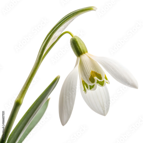 A delicate white snowdrop blossom a spring flower isolated on a transparent background png