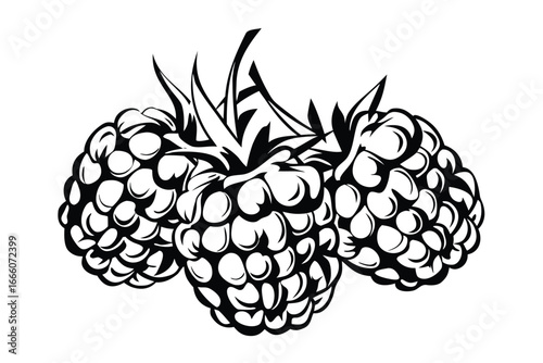 Three Raspberries Still Life Black and White Design on White Background