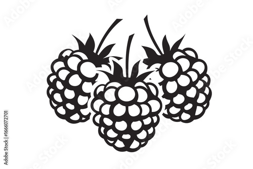 Three Black Raspberries Fruit Hanging, on White Background
