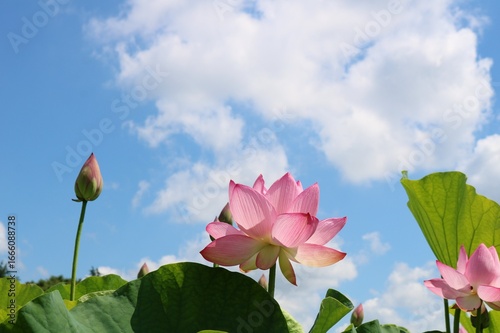 青空に映える蓮の花　夏の蓮池風景
