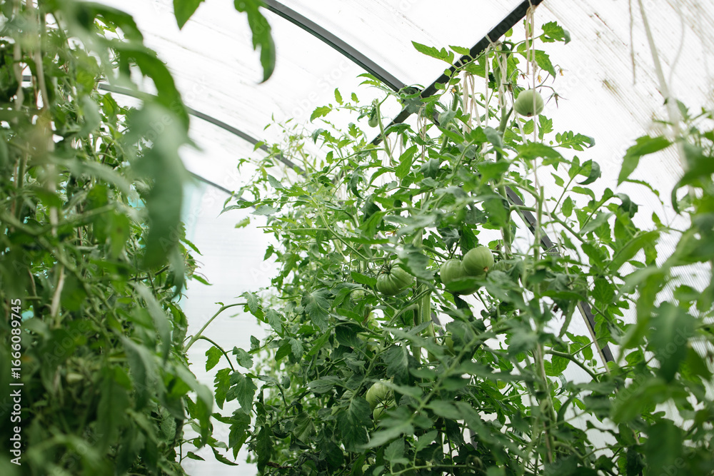 Obraz premium green tomatoes on a branch in a greenhouse