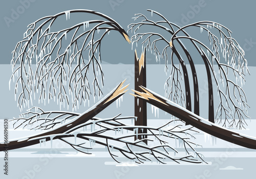 Tree broken by ice and snow, branches bent and fallen.