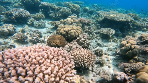 Wallpaper Mural Vibrant coral reef ecosystem thriving under clear ocean waves with diverse marine life Torontodigital.ca