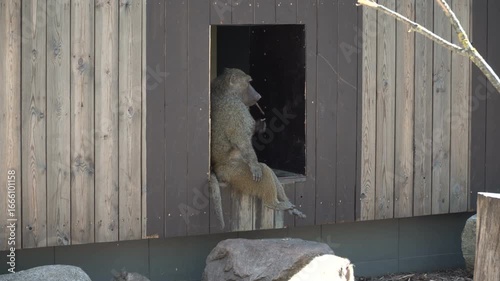 Anubis baboon at the zoo is a lmonkey native to Africa. Muzzle is elongated, hairless, black, like a dog's, which is where species gets its name from its resemblance to ancient Egyptian god Anubis.
