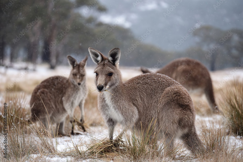 Fototapeta premium A group of kangaroos stands in a snowy landscape. The kangaroos are brown with gray tones, surrounded by grass and trees in the background.