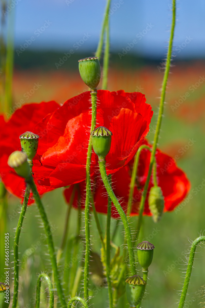 Obraz premium Papaver rhoeas or common poppy, red poppy is an annual herbaceous flowering plant in the poppy family, Papaveraceae, with red petals