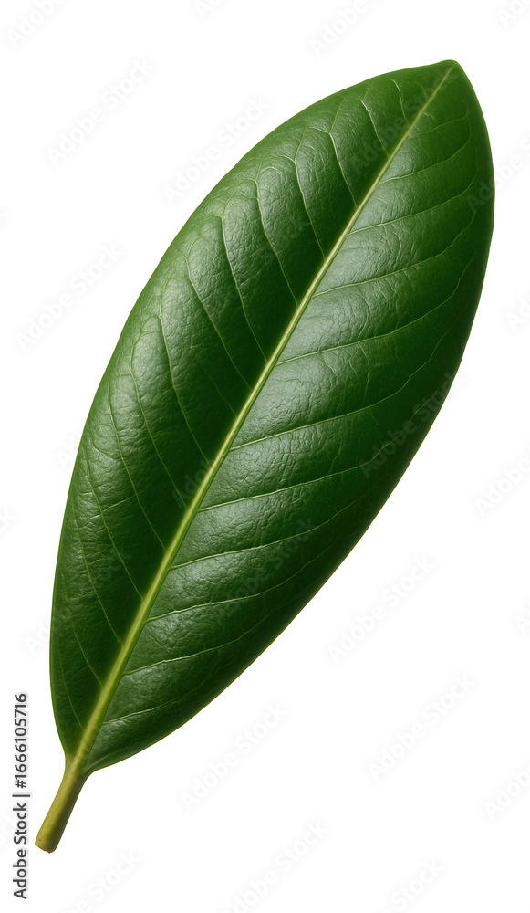 Fototapeta premium Rhododendron leaf with elongated shape and leathery texture