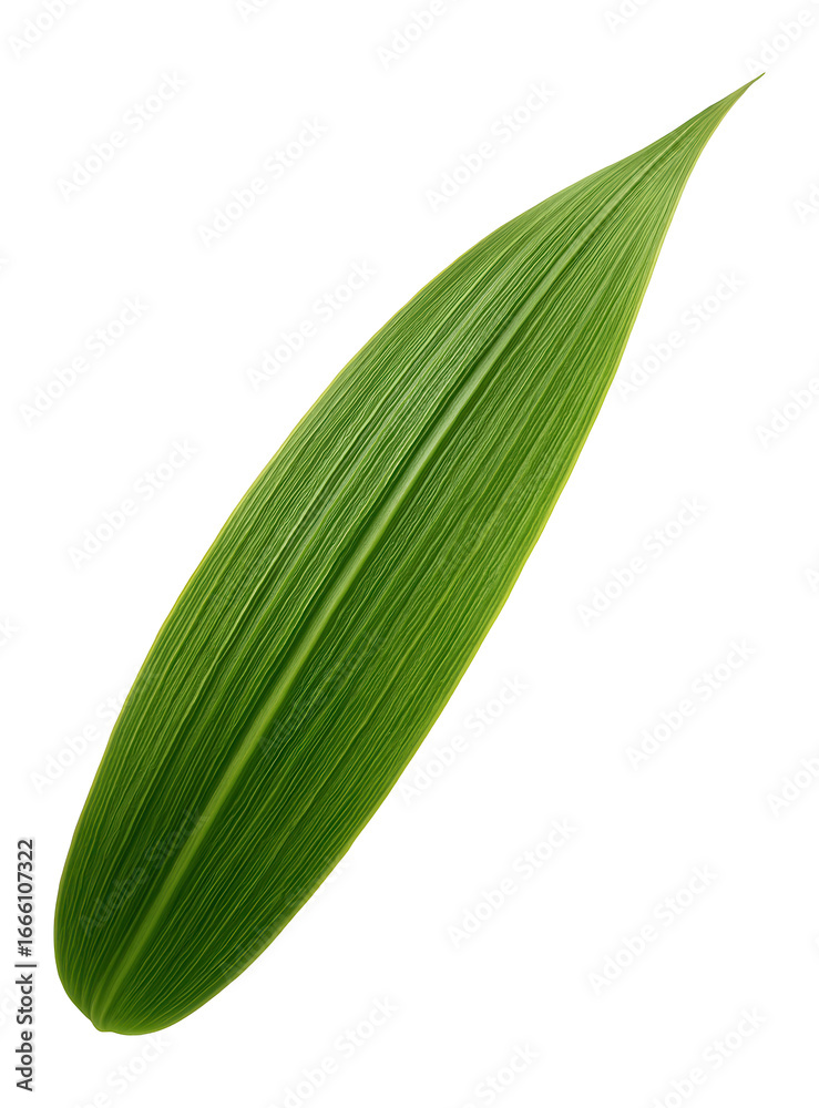 Obraz premium Sugarcane leaf with long, blade-like shape and fibrous texture