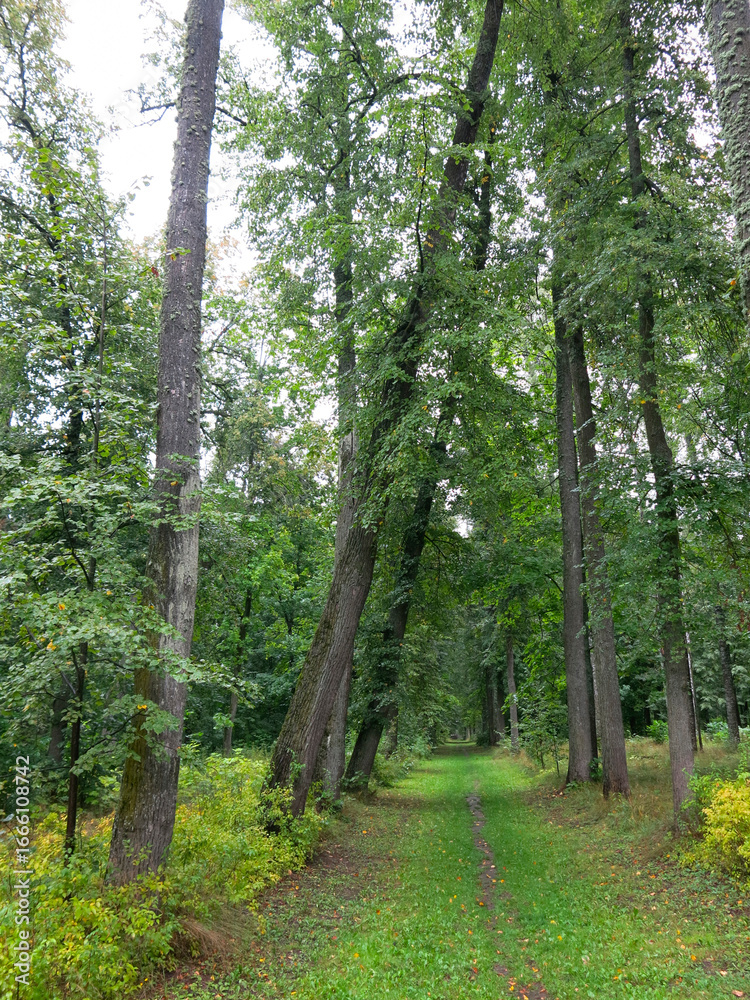 Obraz premium linden alley in the estate of Count Khrapovitsky (Russia, Vladimir region)