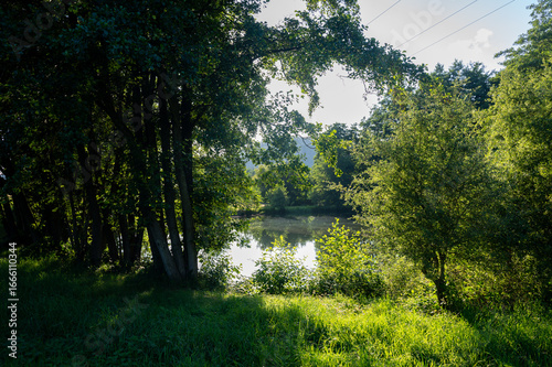 Photos Trees by a lake