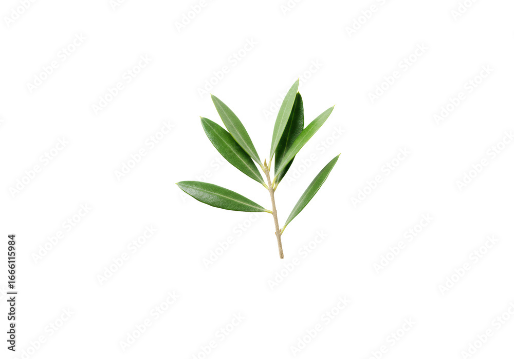 Obraz premium Vibrant olive branch with lush green leaves, perfectly isolated on a transparent, shadowless studio backdrop, soft diffused lighting, flat lay, clean and serene natural health concept
