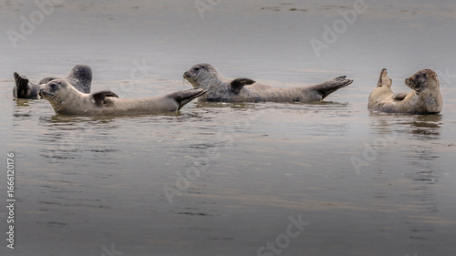 Fototapeta Naklejka Na Ścianę i Meble -  Seals on the beach of the Authie bay in Berck