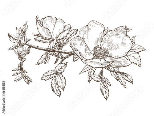 Branch of a flowering fruit tree, hand drawn on paper with pen and ink. Converted to a vector image. Isolated image of an fruit tree flower on a white background. Not AI generated.