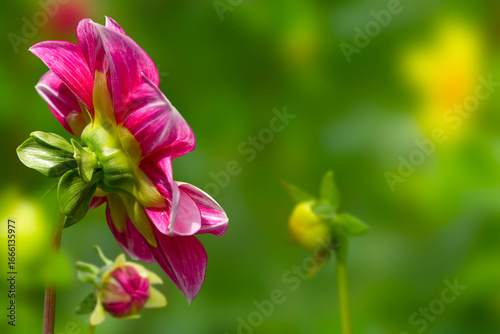 Bright pink dahlia flower illuminated by bright sunlight on blurred green nature background. Copy space.