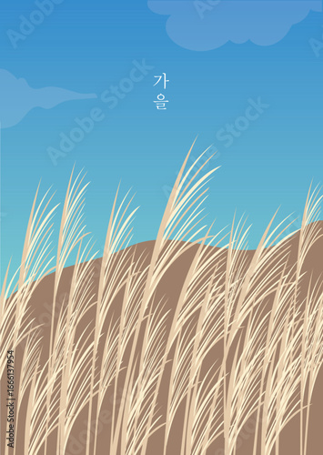 autumn, 가을, 갈대, 추석, 갈대밭, 하늘