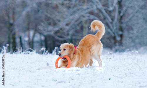 Foto Cute Golden Retriever Dog Playing With Toy And Running On A Snow