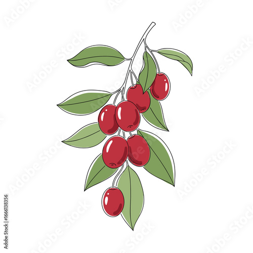 A detailed illustration of a branch with ripe red cherries and green leaves