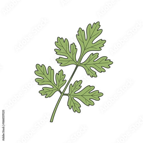 Fragrant cilantro herb leaf and stem culinary aromatic green plant ingredient for cooking and seasoning