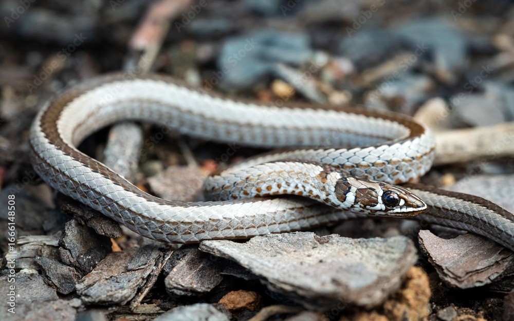 Obraz premium Patterned Snake on Rocky Ground
