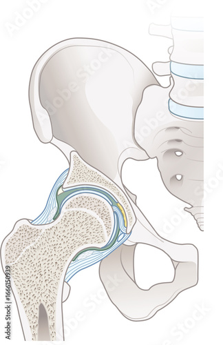 Hip Anatomy. Cross-Section of the Hip Joint. Medical illustration
