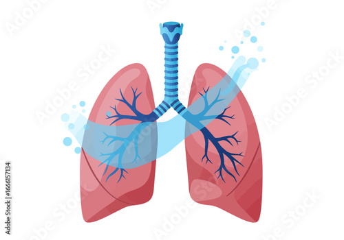 Illustration of two reddish lungs connected to a blue trachea with branching blue bronchial tubes