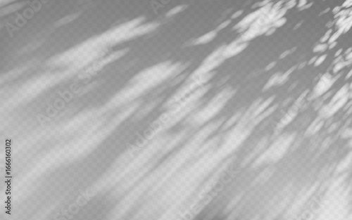 Abstract shadow overlay from tree branch on a transparent background.