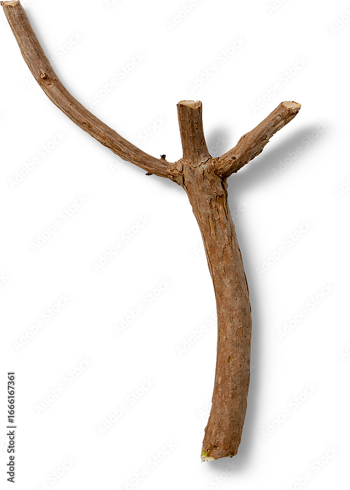 Obraz premium A single, curved, brown twig with multiple branches and a shadow cast on white.