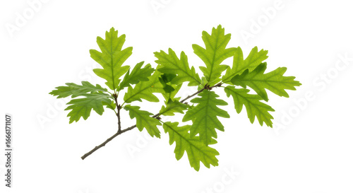 A small, perfectly formed oak branch with lush, vibrant green leaves, isolated against a transparent background with bright high-key studio lighting, concept of natural vitality and sustainability