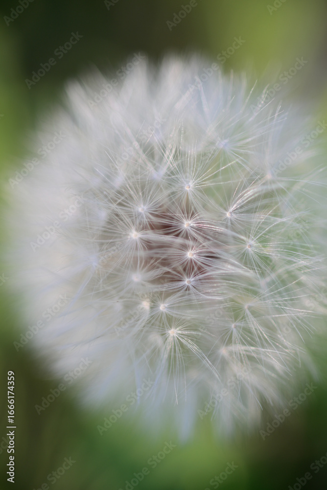 Fototapeta premium Close-Up of Dandelion Seed Head