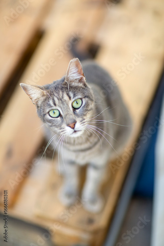 striped gray cat in shelter close up photo. High quality photo