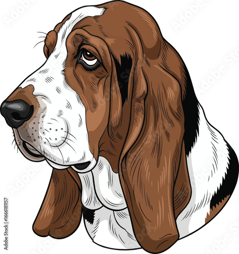 Basset Hound dog sad face head portrait side view with long ears