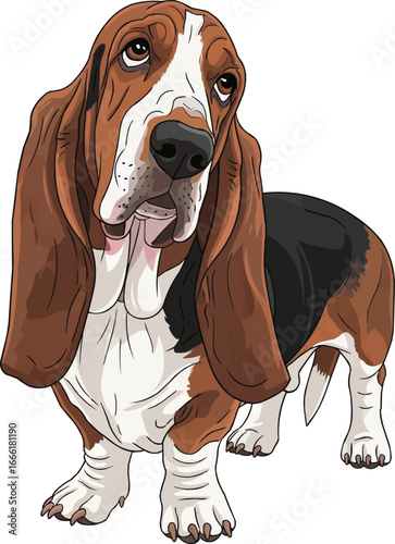 Basset Hound dog standing tilting head in a curious confused look